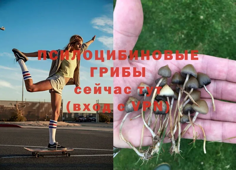 Псилоцибиновые грибы MAGIC MUSHROOMS  наркота  Волоколамск 